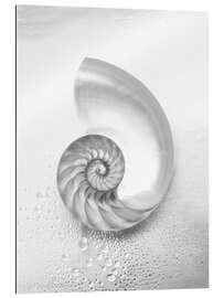 Gallery print Nautilus shell