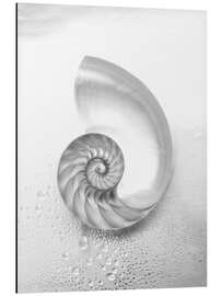 Magnettafel Nautilusschnecke