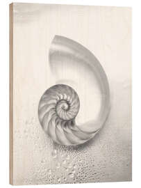 Wood print Nautilus shell