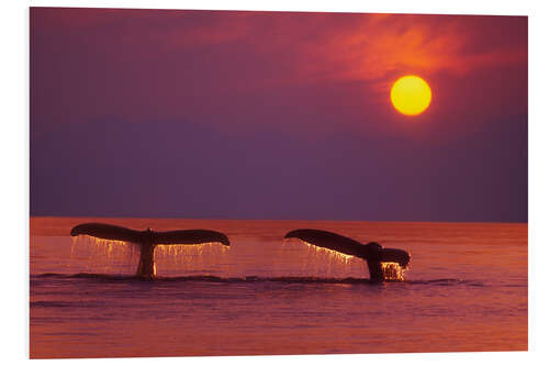 PVC-tavla Humpback whales off Alaska