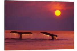 Gallery print Humpback whales off Alaska