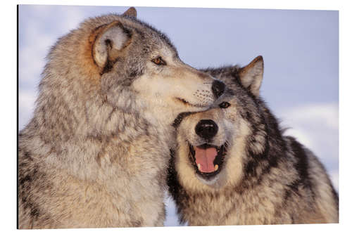 Tableau en aluminium Deux loups gris en lisière de forêt