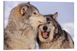 Aluminiumtavla Two Gray Wolves near the forest