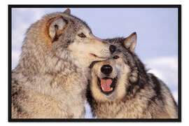 Gerahmter Kunstdruck Zwei Grauwölfe am Waldrand