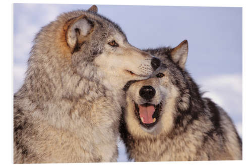 Tableau en PVC Deux loups gris en lisière de forêt