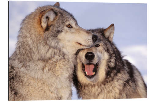 Gallery print Two Gray Wolves near the forest