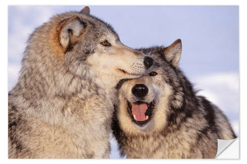 Naklejka na ścianę Two Gray Wolves near the forest