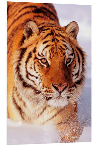 Foam board print Sibirian Tiger