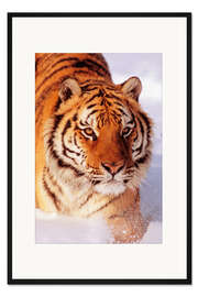 Gerahmter Kunstdruck Sibirischer Tiger
