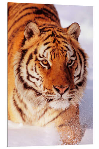 Gallery print Sibirian Tiger