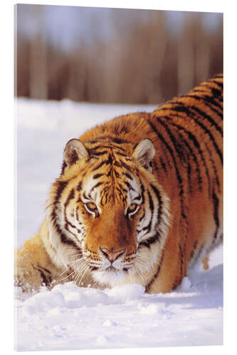 Acrylic print Siberian Tiger in the snow