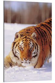 Aluminium print Siberian Tiger in the snow