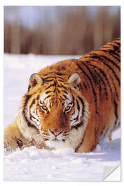 Selvklebende plakat Siberian Tiger in the snow