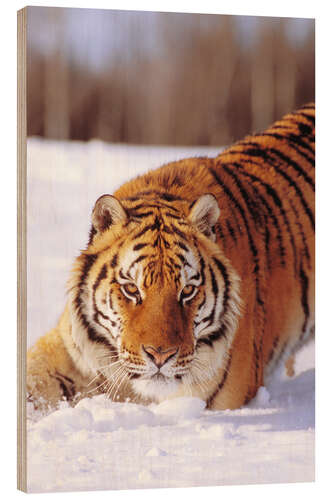 Hout print Siberian Tiger in the snow