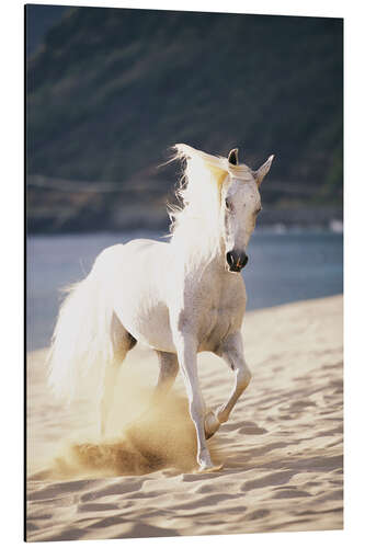 Alumiinitaulu White horse on the beach