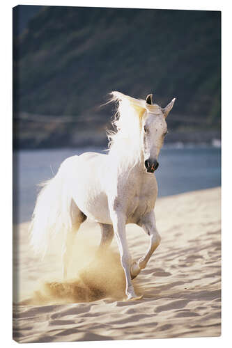 Canvastavla White horse on the beach