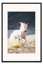 Gerahmter Kunstdruck Weißes Pferd am Strand 