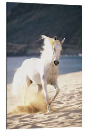 Galleriprint White horse on the beach