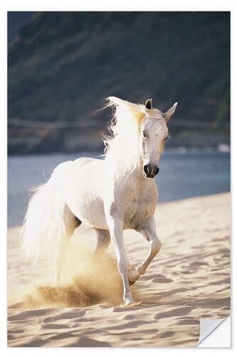 Selvklebende plakat White horse on the beach