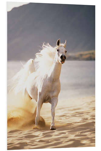 Foam board print White horse in the morning light