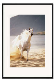 Gerahmter Kunstdruck Weißes Pferd im Morgenlicht