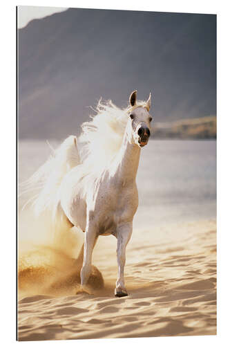 Gallery print White horse in the morning light