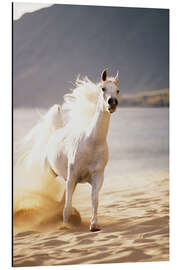 Magnettafel Weißes Pferd im Morgenlicht