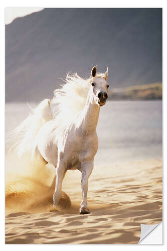 Selvklebende plakat White horse in the morning light