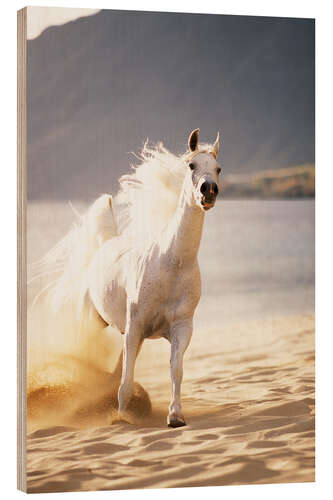 Wood print White horse in the morning light