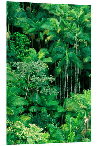 Acrylic print Lush rainforest