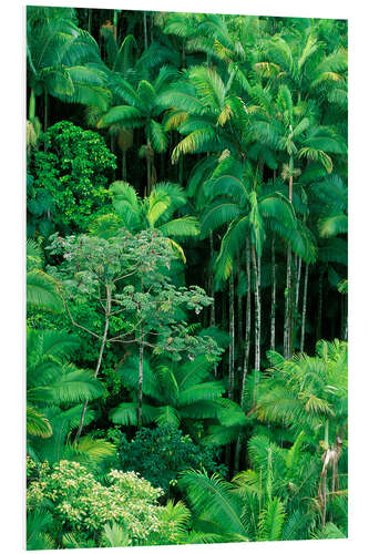 Foam board print Lush rainforest