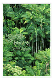 Tableau  Forêt tropicale luxuriante - Ron Dahlquist