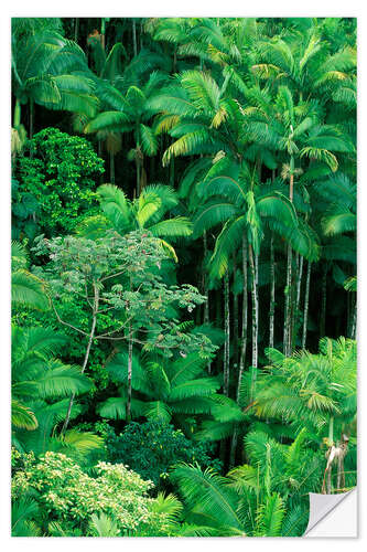 Sisustustarra Lush rainforest