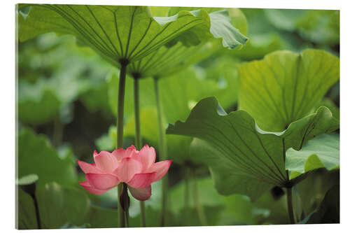 Acrylic print Lotus flower