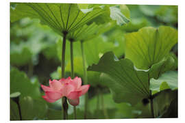 Foam board print Lotus flower