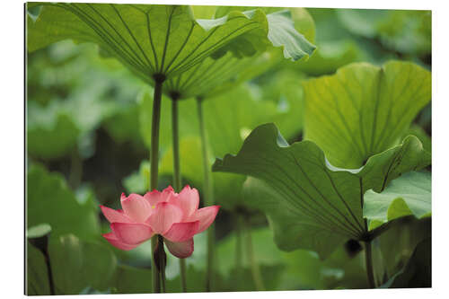 Gallery print Lotus flower