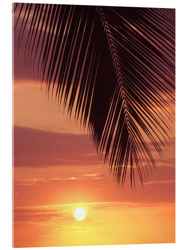 Acrylic print Palm evening