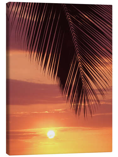 Canvas print Palm evening