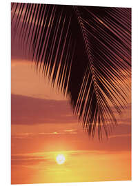 Foam board print Palm evening