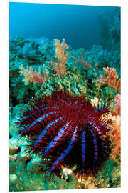 PVC print Crown-of-thorns starfish