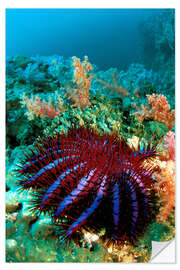 Selvklebende plakat Crown-of-thorns starfish