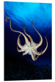 Gallery print octopus