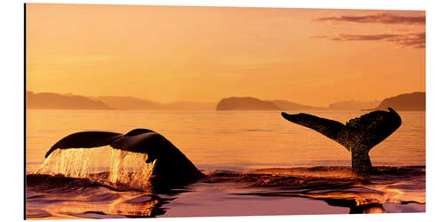 Aluminium print Two humpback whales