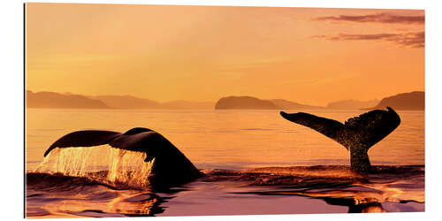 Gallery print Two humpback whales