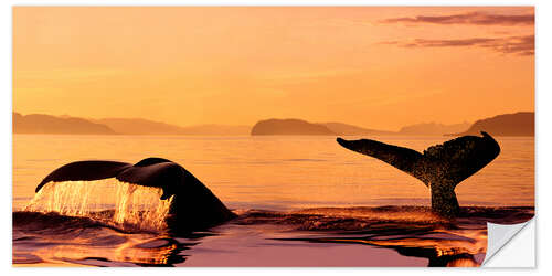 Selvklæbende plakat Two humpback whales