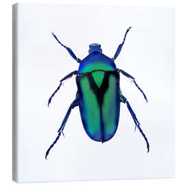 Canvas-taulu Green Beetle