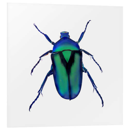 PVC-taulu Green Beetle