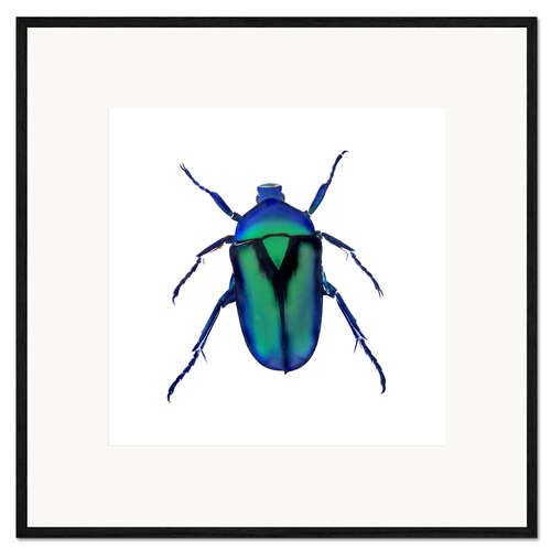 Impression artistique encadrée Coléoptère vert