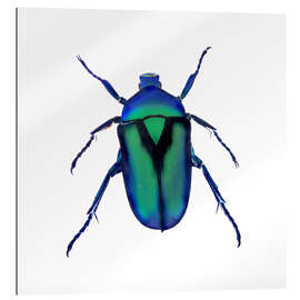 Gallery print Green Beetle