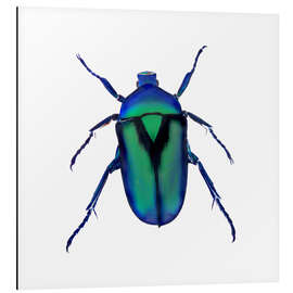 Magnettafel Grüner Käfer